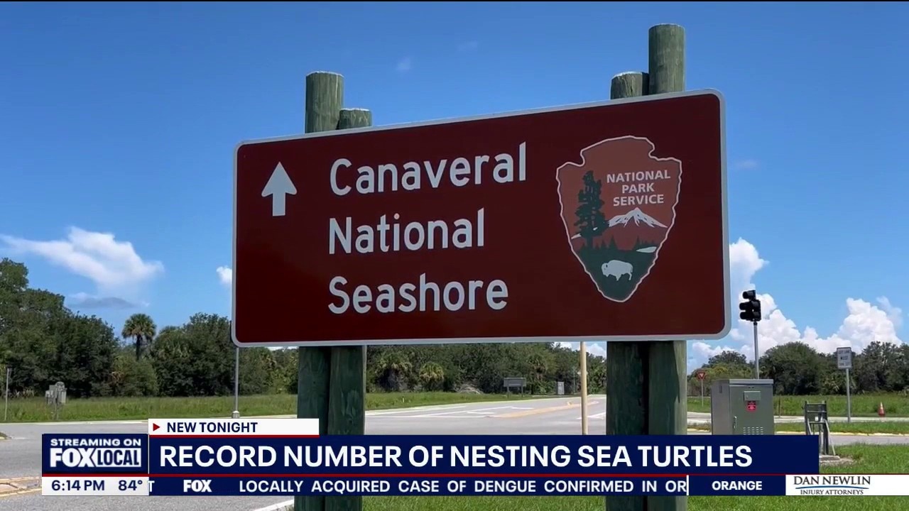 Space Coast sea turtle nesting shatters records