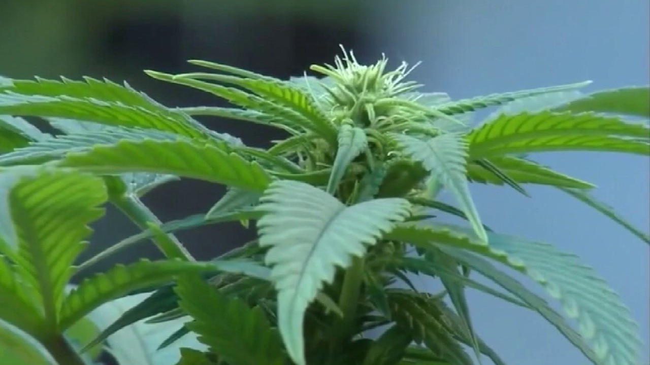 Study links medical marijuana access to fewer sick days