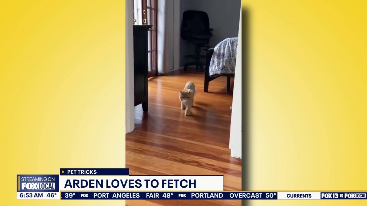 Good Day Pet Tricks for Monday, May 18