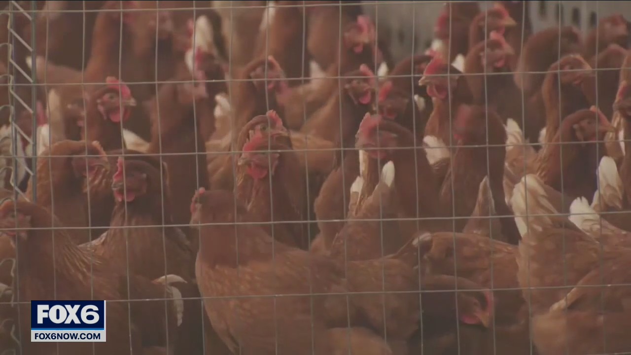 Avian flu prompts restrictions; zoos, Wisconsin Humane Society