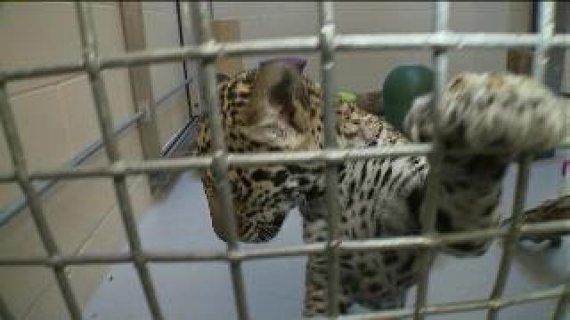 Tony plays with jaguar cubs at Milw. County Zoo