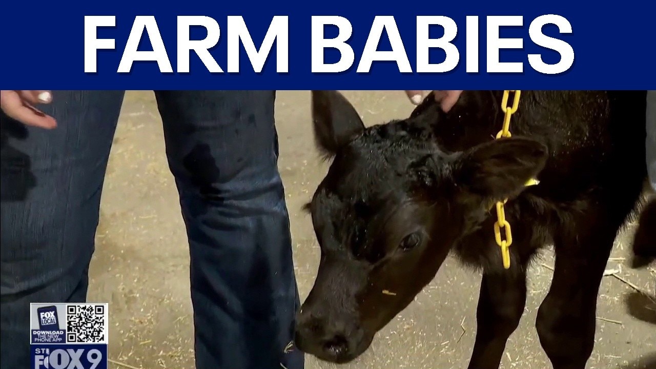 Over 160 farm babies born during Minnesota State Fair