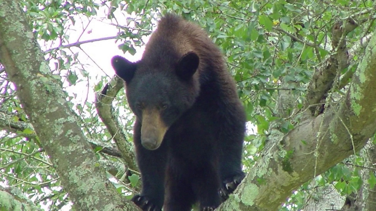 State wildlife officials issue summer 'BearWise' warning