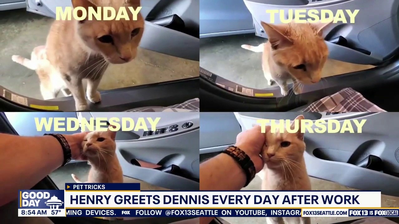 Good Day Pet Tricks for Friday, Oct. 2
