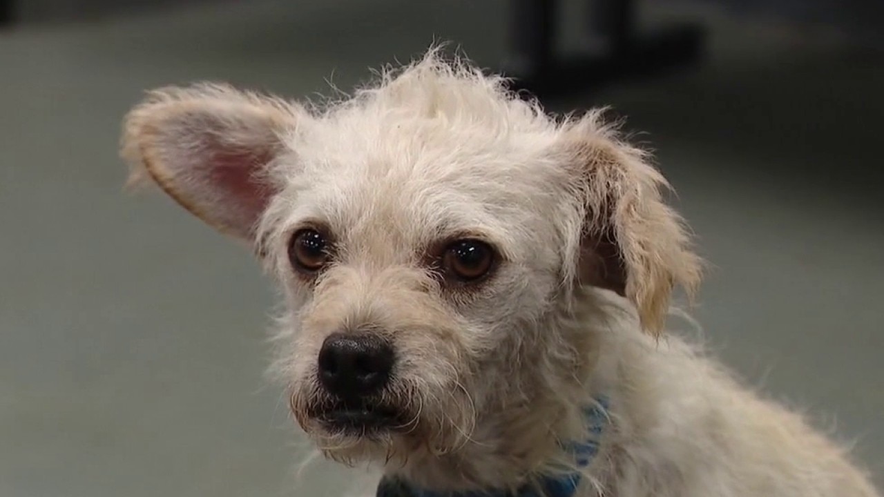 Meet Charlotte from Austin Humane Society! 