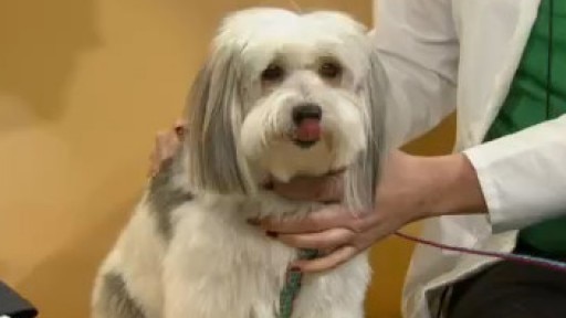 Keeping pets safe during the holidays