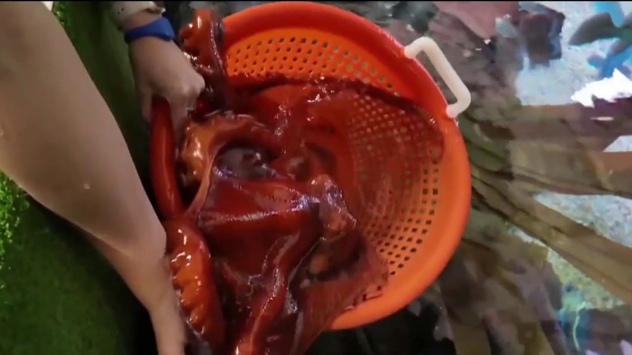 Feeding Noodle at Georgia Aquarium