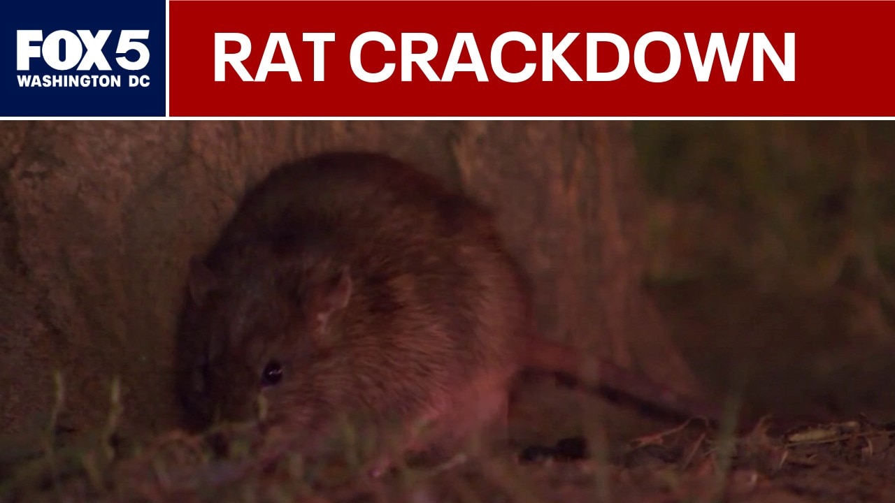DC ramps up war on rodents