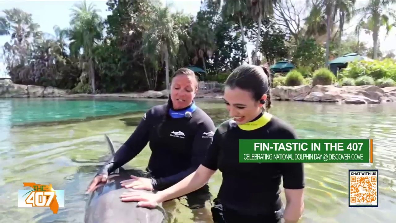 Face-to-face with Discovery Cove’s bottlenose dolphins