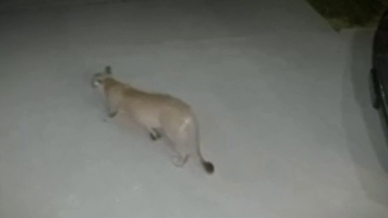 Studio City homeowner spots mountain lion