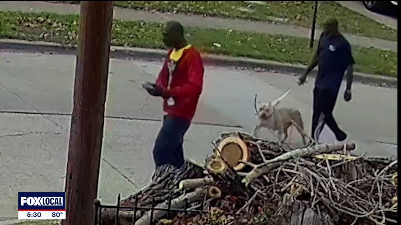 Trackdown: Police investigate dog attack death ruled murder
