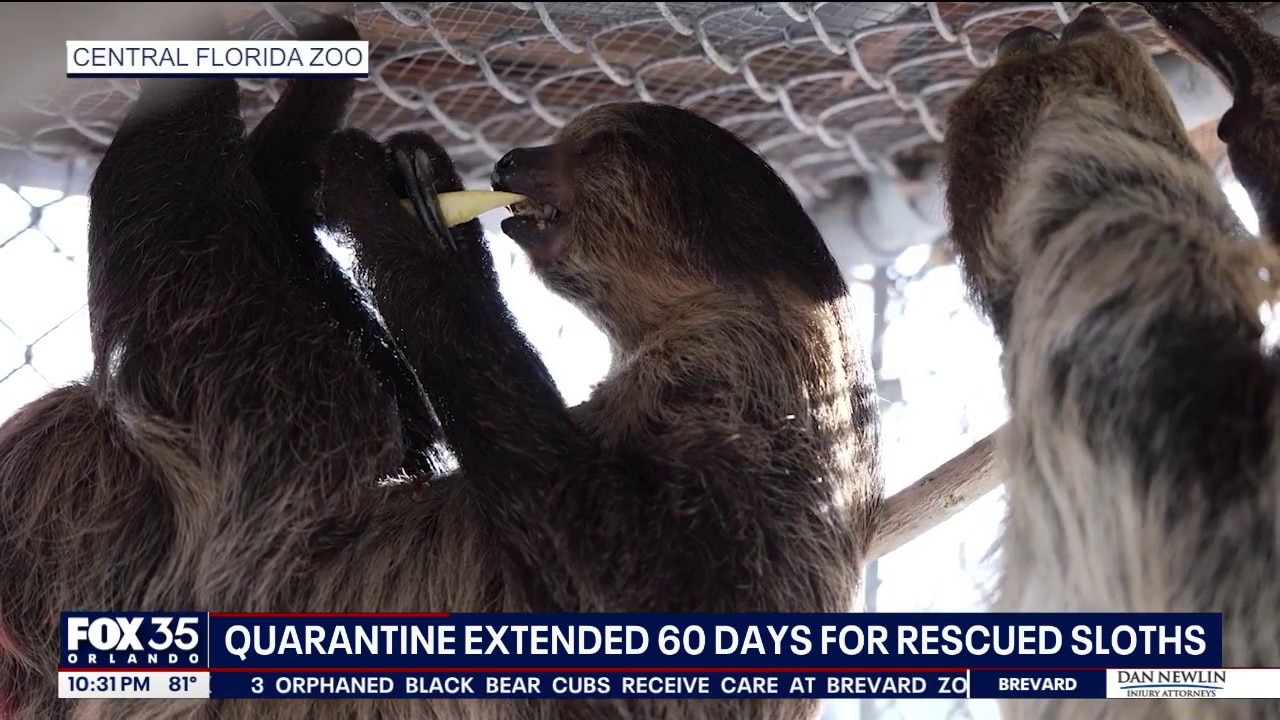 Quarantine extended for sloths surrendered by Sloth World owner