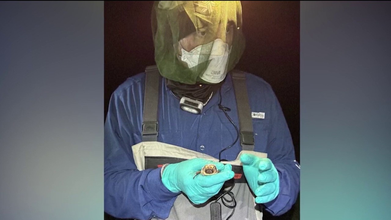 Do bats hold the secret to cancer resistance? A researcher wants to find out