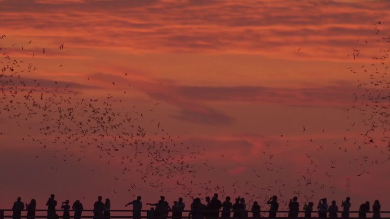Congress Avenue bat bridge viewing area makeover