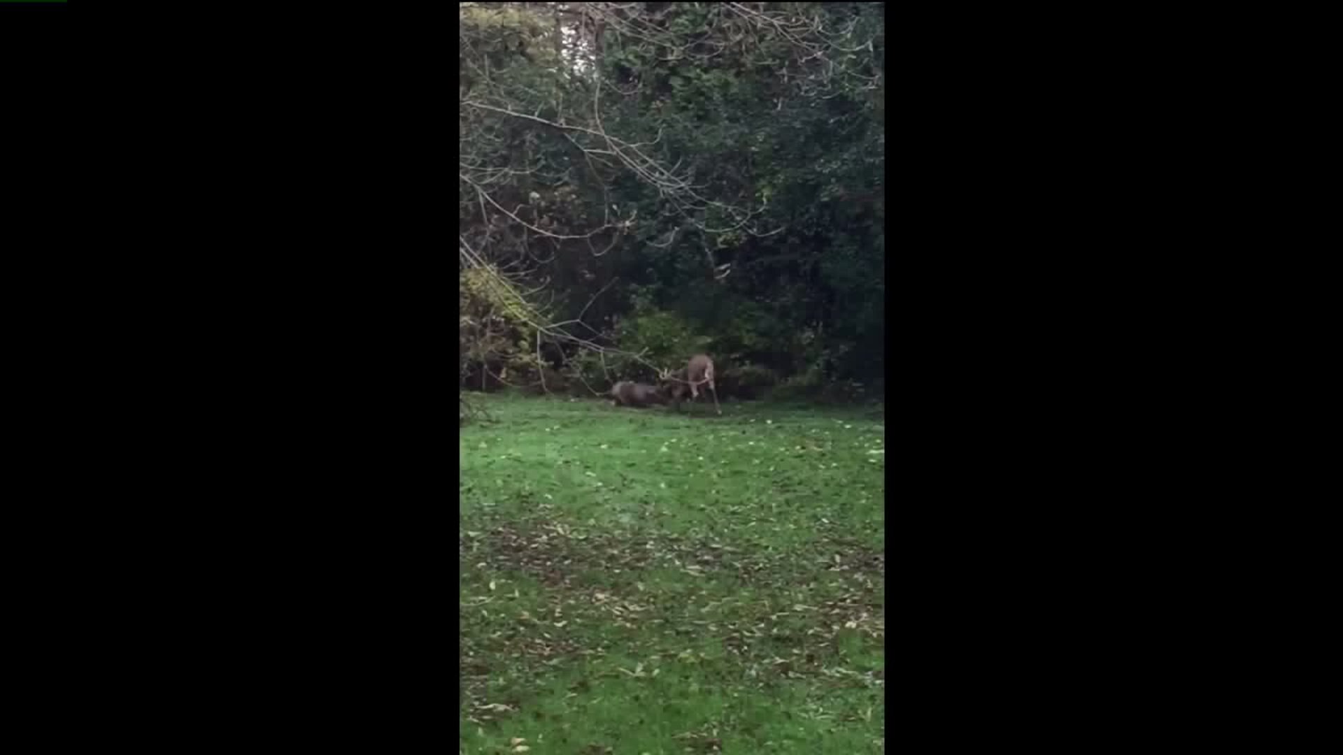 Bucks clash in Grant Park