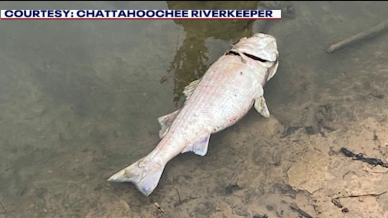Chattahoochee River fish kill: Peachtree Creek tunnel under investigation