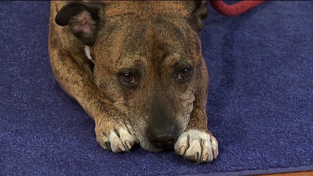 Documentary shedding light on dog with bad rap
