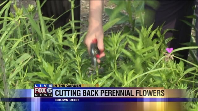 Cutting back perennial flowers for better bloom in the fall or rebloom yet this summer
