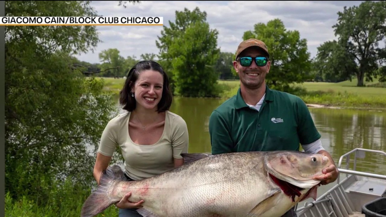 91-pound invasive carp found in Cook County lake: 'Biggest fish I've ever seen'