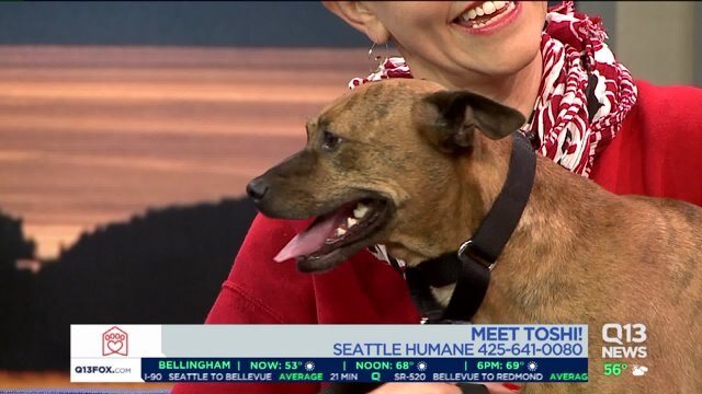 Seattle Humane Society Pet of the week