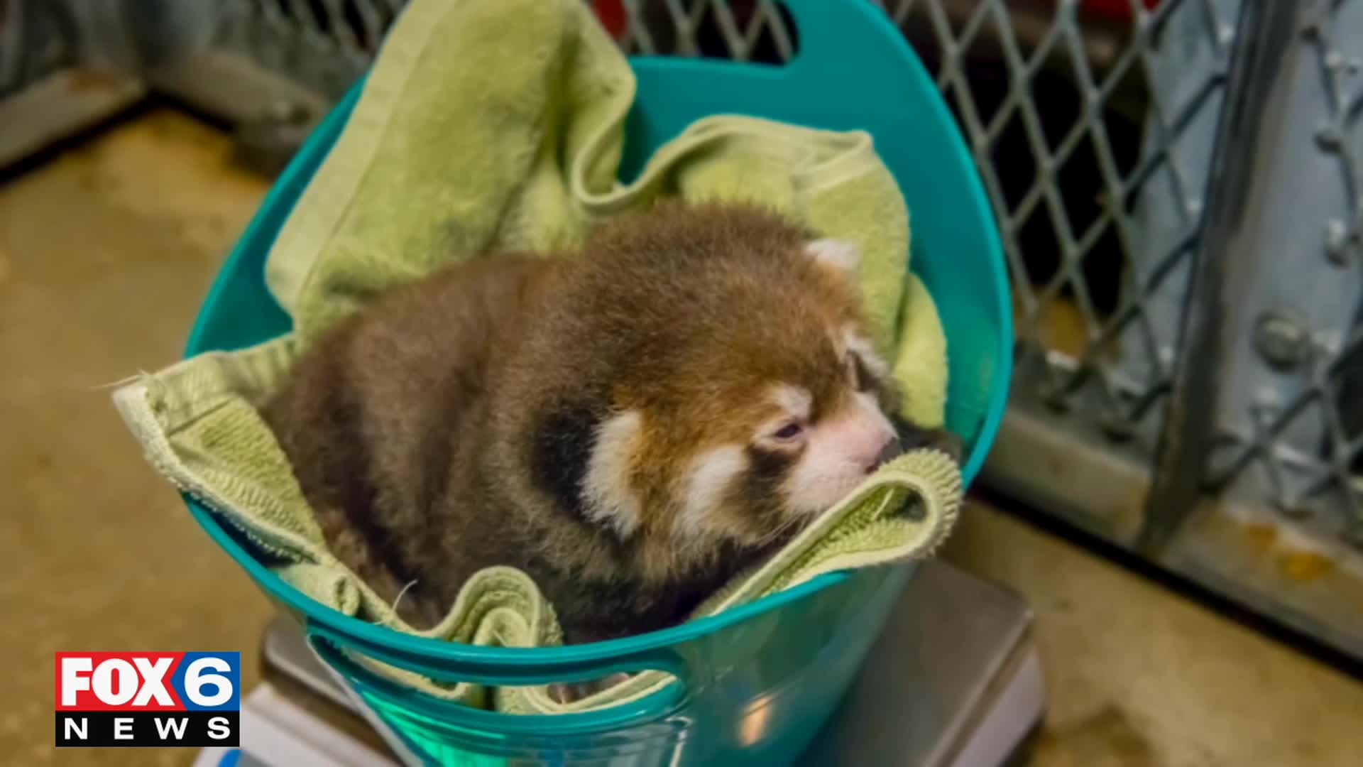 Red panda cub