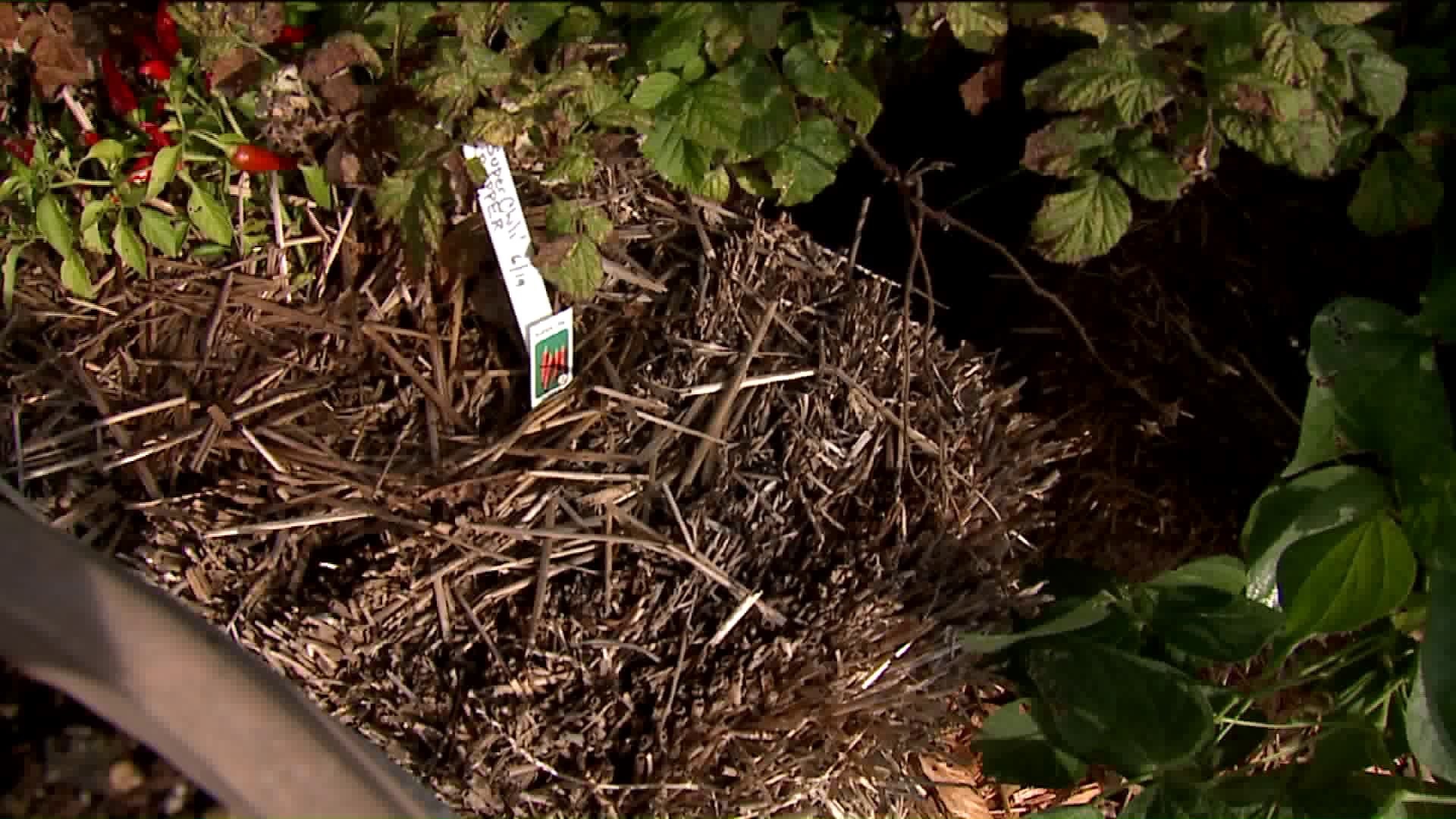 Straw bale gardening