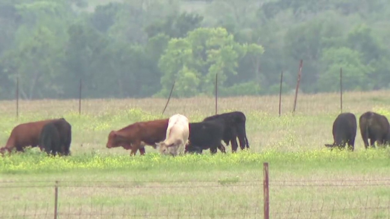 5 arrested in cattle rustling ring in WilCo