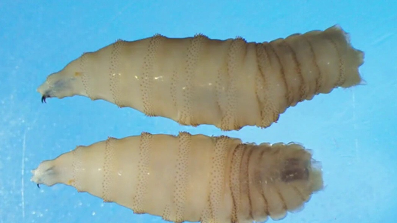 New World screwworm outbreak raises concerns for pets and livestock