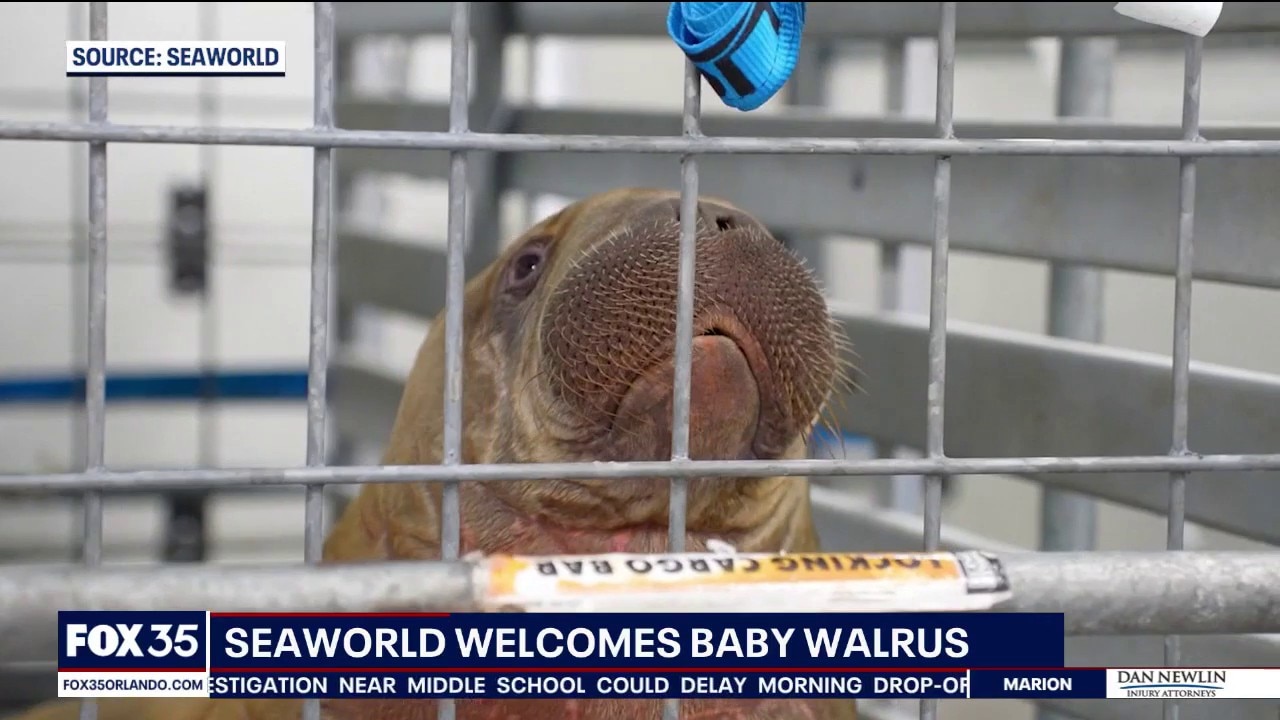 SeaWorld welcomes new baby walrus, orphaned in Alaska