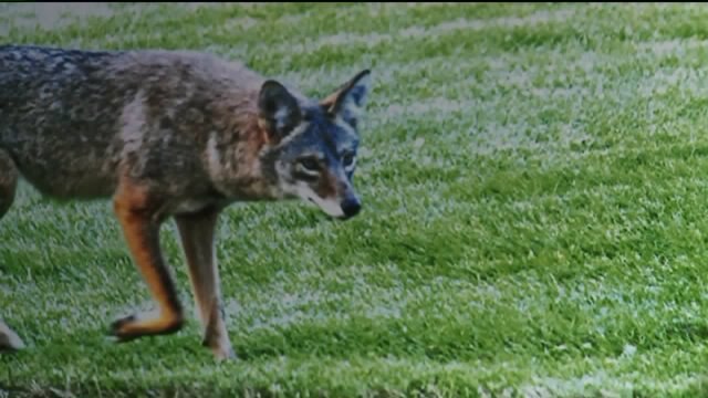 Weekend attack: Ahead of public meeting, Wauwatosa man says his dog was the latest killed by coyote