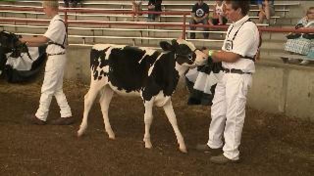 Laura learns about the animal judging process at the fair