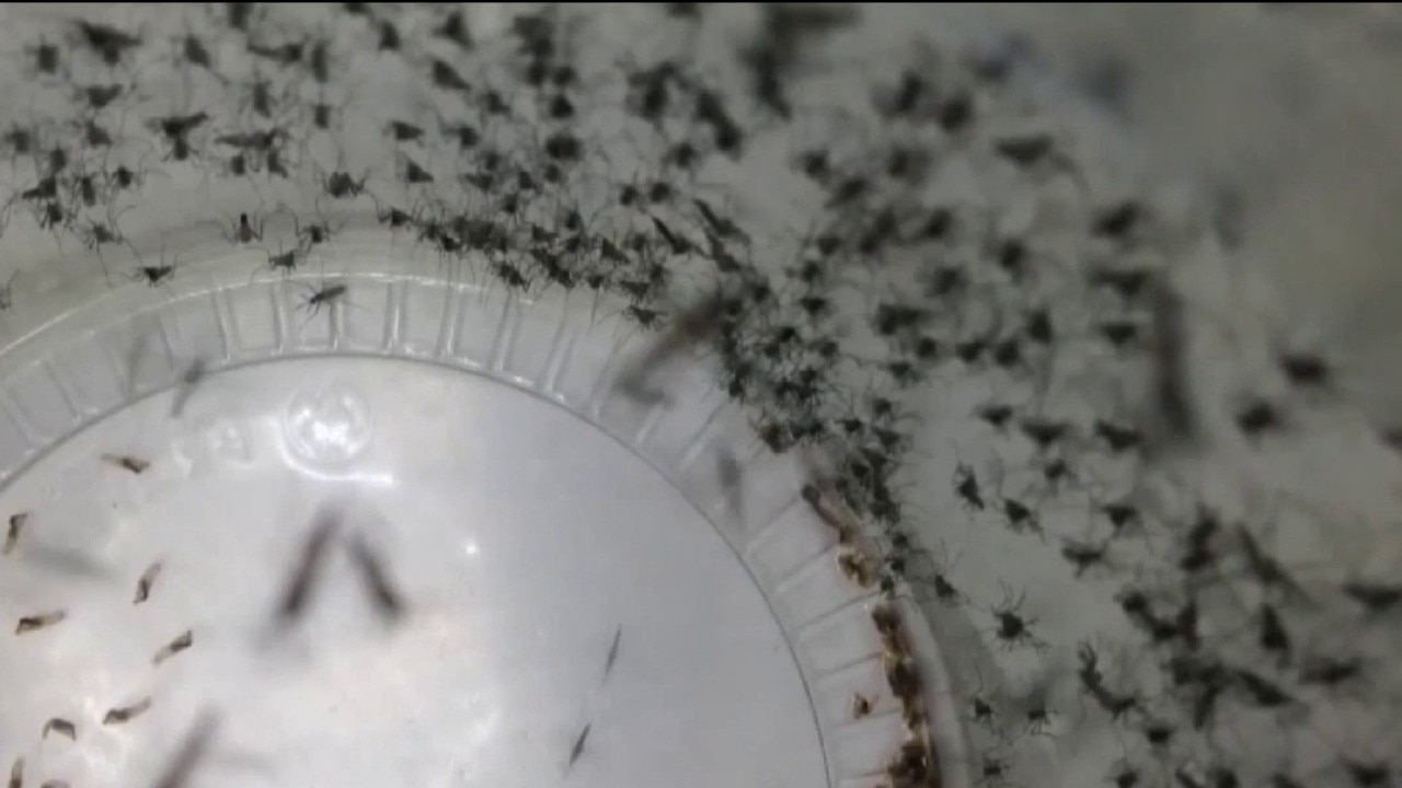 Georgia reports first West Nile virus death of year