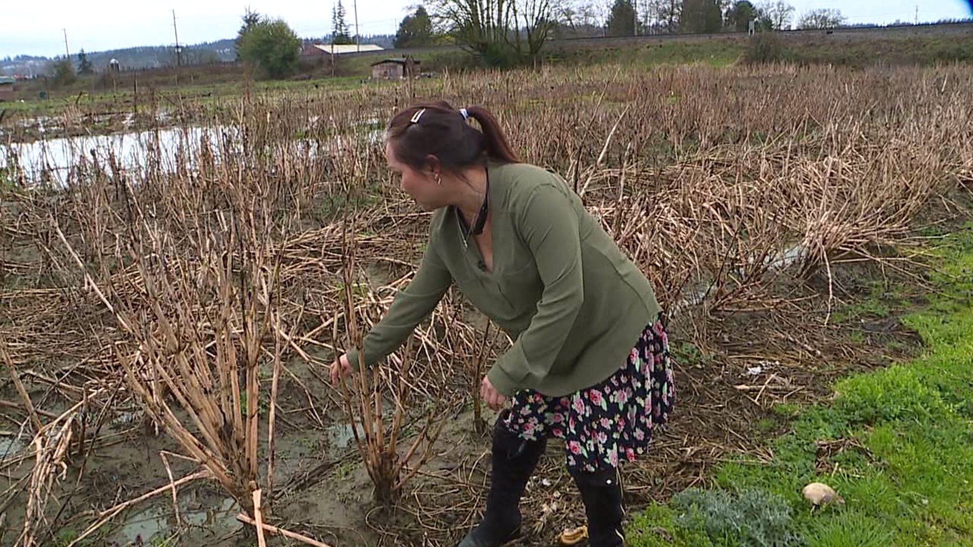 Impact of rain on farmers