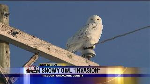 Snowy owls in Outagamie County