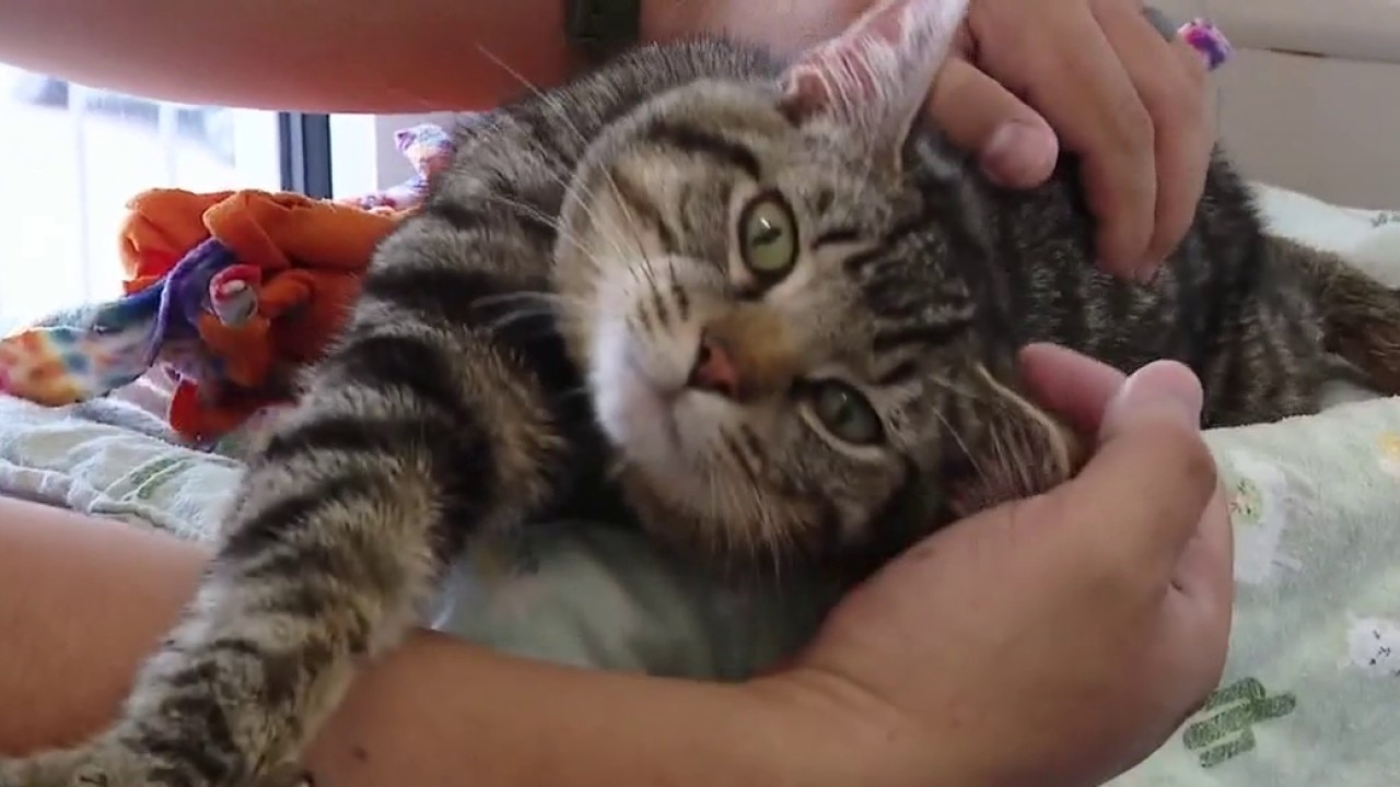 Meet Charlie: Pet of the Weekend