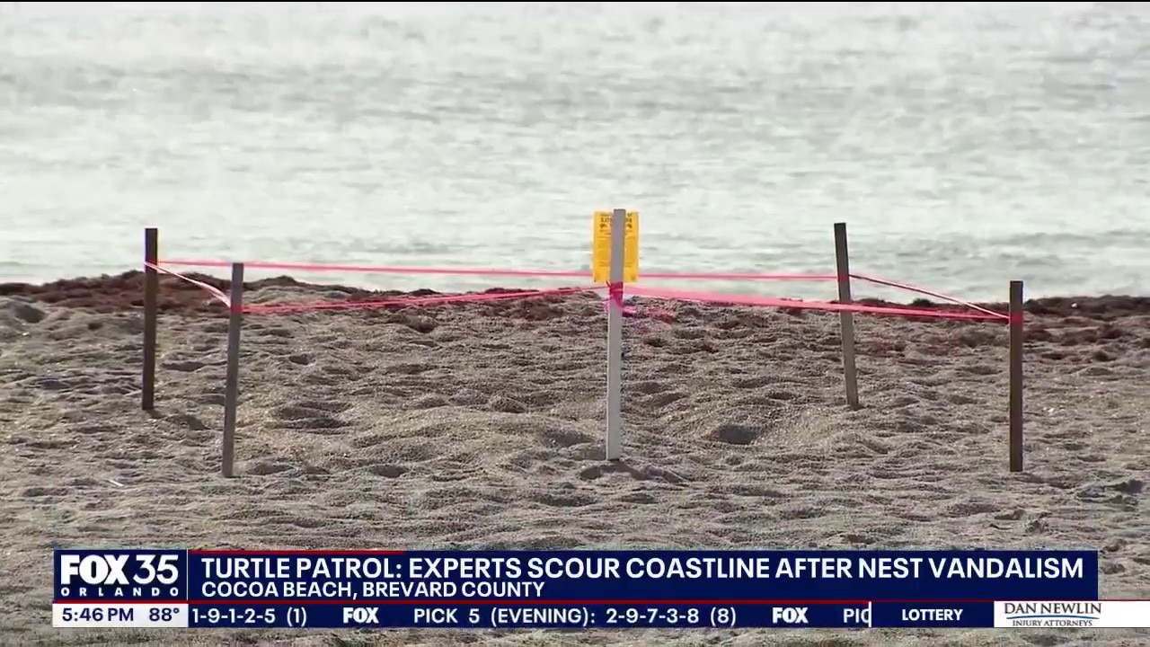 Sea turtle advocates alarmed after nests disturbed on Cocoa Beach