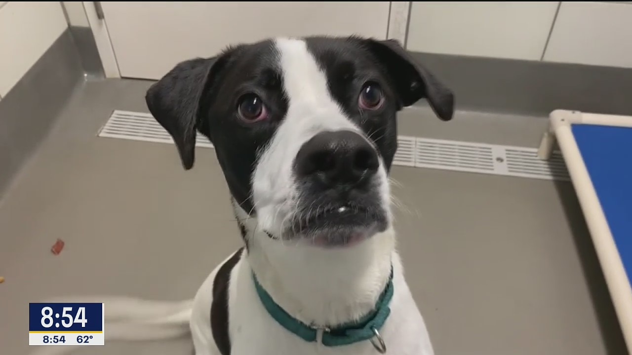 Dog of the Day: Andy