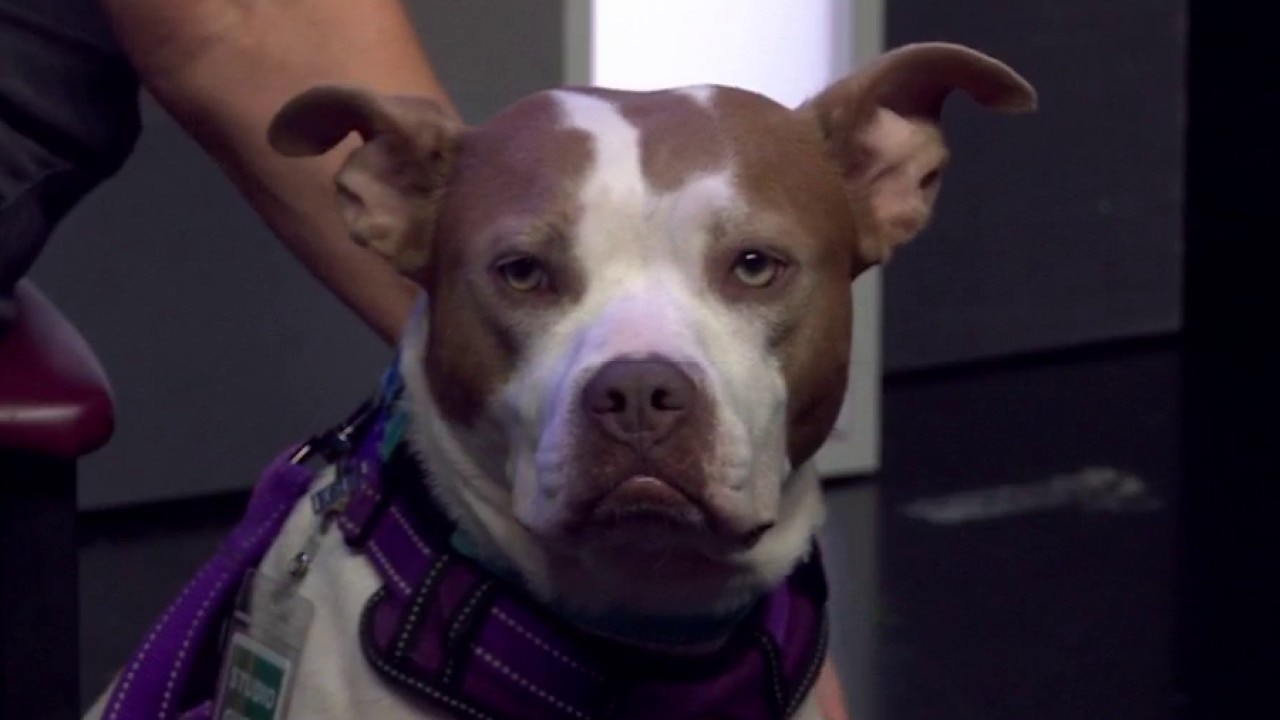 Mabel at Love-A-Bull