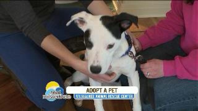 Find out how to adopt this adorable dog