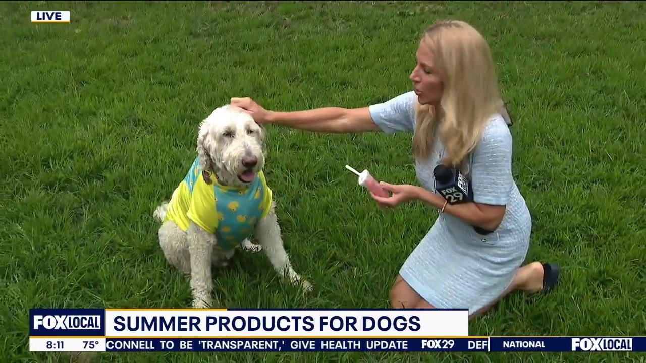 Summer must haves for your Dog