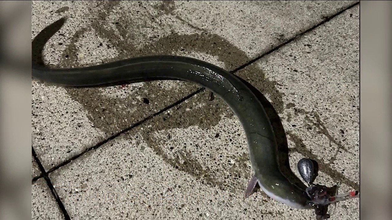 Rare American eel spotted in Chicago River | ChicagoNOW x Block Club Chicago 
