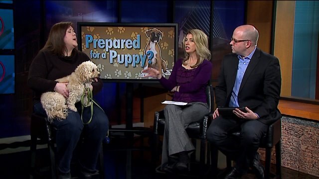 Tips you should consider before adopting a puppy