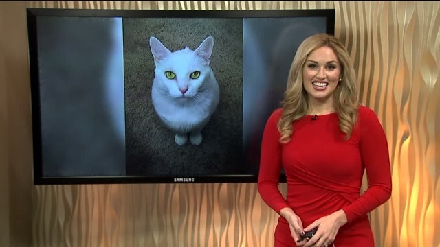#WhyNotMePets Sugar Puff