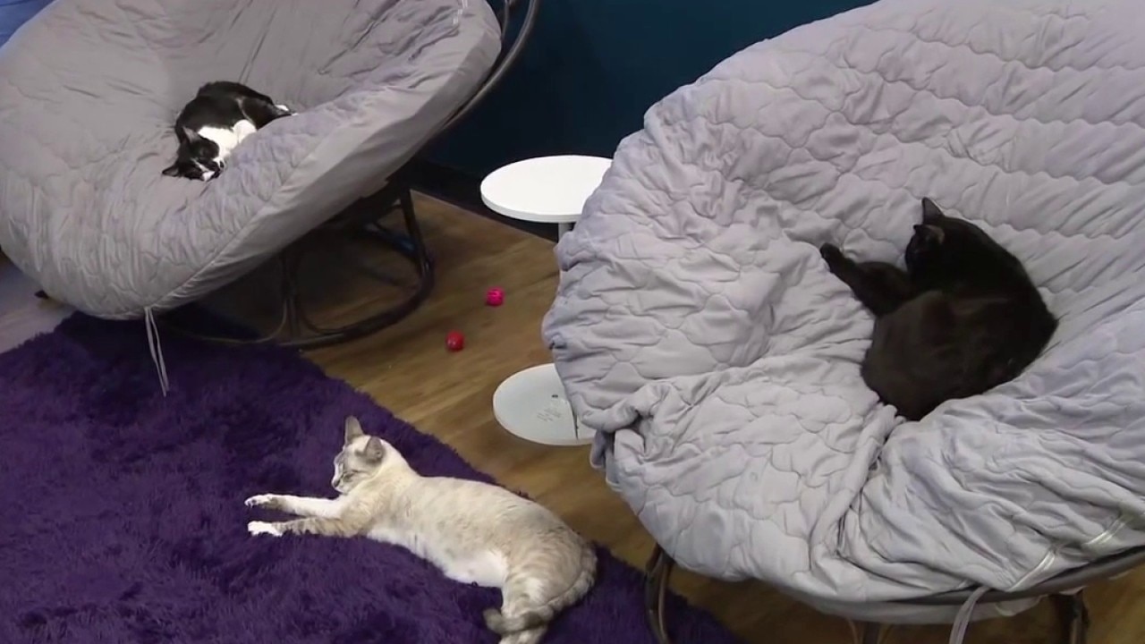 PHX Cat Cafe expands in north Phoenix