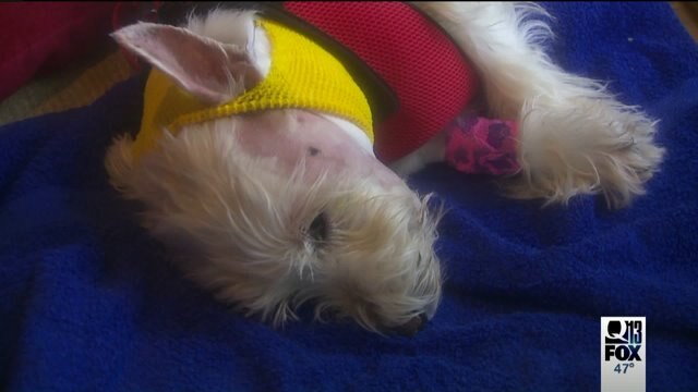 Another dog attacked by a coyote in Kirkland