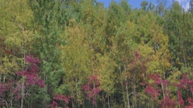 Leaf Watch - Oct. 12, 2023