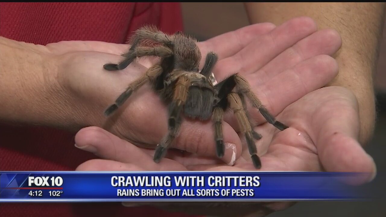 Monsoon weather brings out all sorts of pests