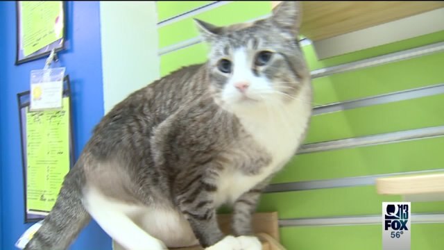 Pet shelter renovated