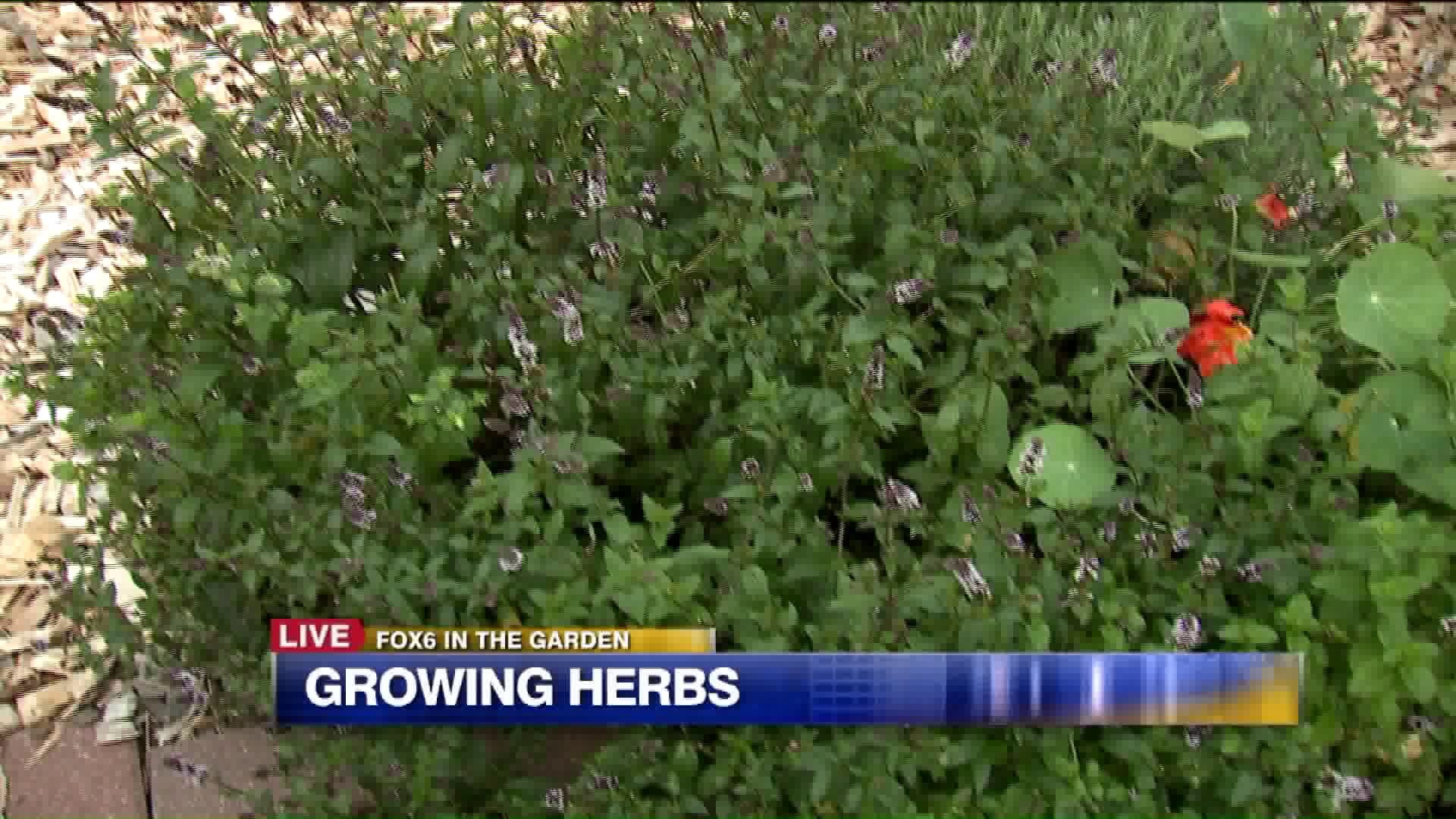Growing herbs
