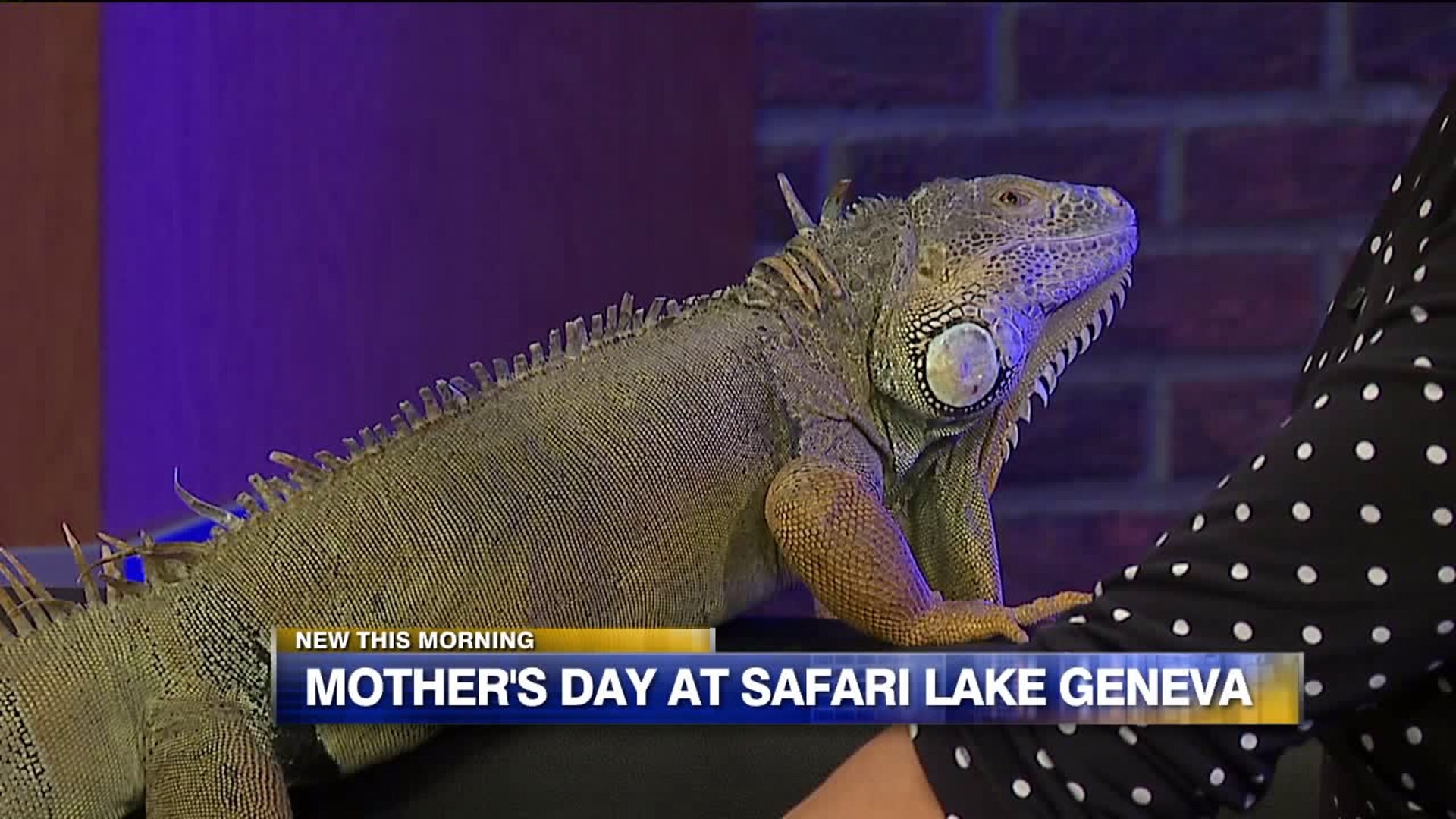 Mother`s Day at Safari Lake Geneva